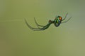Orchard orb weaver Royalty Free Stock Photo