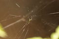 Orchard Orb-weaver spider Leucauge venusta Royalty Free Stock Photo