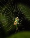 An Orchard Orbweaver spider on its web against a dark green background Royalty Free Stock Photo