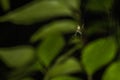 An orchard orbweaver spider on its web against a dark leafy background Royalty Free Stock Photo