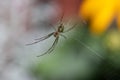 Orchard Orbweaver Spider Royalty Free Stock Photo