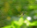 Orchard Orbweaver Spider on the web Royalty Free Stock Photo