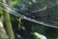 Orchard Orbweaver Spider on the web Royalty Free Stock Photo