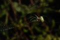 An orchard orbweaver spider feeds on prey it has caught in its web Royalty Free Stock Photo
