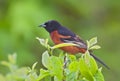 Orchard Oriole