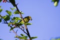 Orchard Oriole Female with Insect 808076