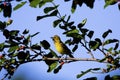 Orchard Oriole 808063