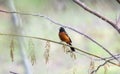 Orchard Oriole Icterus spurius Perched on a Branch in Jalisco, Mexico Royalty Free Stock Photo