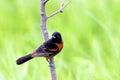 Orchard Oriole 604382