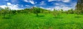 Orchard panorama Royalty Free Stock Photo