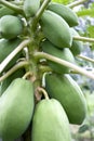 Orchard Papayas