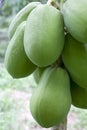 Orchard Papayas