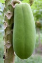 Orchard Papayas