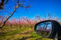 Orchard of peach trees in bloomed in spring in the plain of Veria in northern Greece