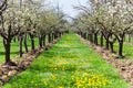 Orchard of plum trees Royalty Free Stock Photo