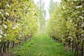 Orchard right before bloom,spring green trees nature background Royalty Free Stock Photo