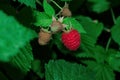 An orchard. Ripe raspberries Latin: Rubus idaeus on a bush on a background of green leaves. Raspberry berry close-up Royalty Free Stock Photo