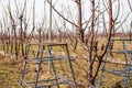 In an orchard, rows of dormant fruit trees with bare branches and metal frames for agricultural maintenance and tree Royalty Free Stock Photo