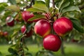 Orchard scene bountiful harvest of ripe red apples on branch Royalty Free Stock Photo