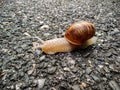 Orchard snail on asphalt