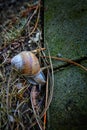 Orchard snail through the grass in the park after rain Royalty Free Stock Photo