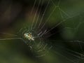 Orchard spider (Leucauge venusta) Royalty Free Stock Photo