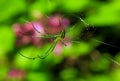 Orchard spider, Leucauge venusta, insect Royalty Free Stock Photo