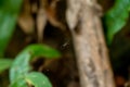 Orchard Spider Leucauge venusta on the web with blurred tree trunk and leaves background in the rainforest, Gunung Pulai, Johor,