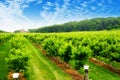 Orchard in spring Royalty Free Stock Photo