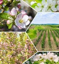 Orchard in spring. Cherry, plum, apricot and apple trees bloom. collage Royalty Free Stock Photo