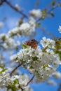 Close up view of butterfly on white flower of sweet cherry tree. Collecting pollen and nectar Royalty Free Stock Photo