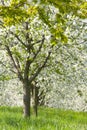 Orchard - spring trees Royalty Free Stock Photo