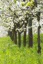 Orchard - spring trees Royalty Free Stock Photo