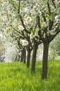 Orchard - spring trees Royalty Free Stock Photo