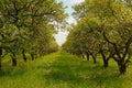 Orchard during springtime