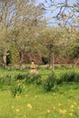 The Orchard In Springtime - Lytes Cary, Somerset, UK