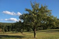 Orchard in summer time Royalty Free Stock Photo
