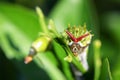 Orchard Swallowtail Butterfly Caterpillar Papilio