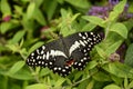 Orchard Swallowtail Butterfly on a Garden Plant