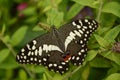 Orchard Swallowtail Butterfly on a Garden Plant