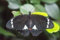 Orchard swallowtail butterfly macro closeup. Royalty Free Stock Photo