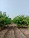 Orchard of sweet orange plants. Royalty Free Stock Photo