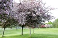 Orchard tree with Spring Colour Royalty Free Stock Photo