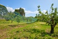 Orchard with trees and green meadow in a sunny day, Italy Royalty Free Stock Photo