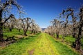 Orchard trees and mount adamson Royalty Free Stock Photo