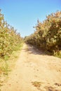 Orchard, trees and path in apple farm for agriculture, farming and natural produce industry. A dirt road through Royalty Free Stock Photo