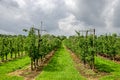 Orchard under a dramatic sky Royalty Free Stock Photo