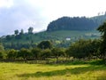 Orchard, vegetable garden, houses on the green slope of a mountain with a coniferous forest under a cloudy sky. place of