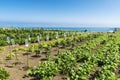 Orchard of vegetables with drip system in Spain