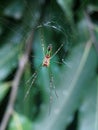 Green Orchard Weaver Spider Royalty Free Stock Photo